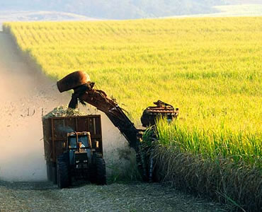 IPADES Desenvolvimento Sustentável Agricultura Cana